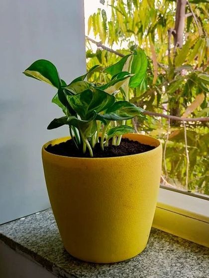 Multiplex Urban Green - Landscape & Garden Services Vertical Gardens & Office Greenery photo 16