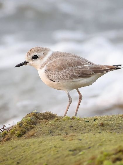 Waders, Ducks & Waterbirds photo 84