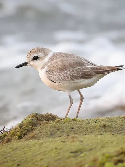 A female Malaysian Plover by the sea. The females lack the strong black markings of the males, giving them a softer, more camouflaged appearance.