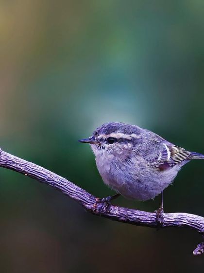 A tiny Hume's Warbler is perched on a purple-tinged branch. The soft, diffused light and muted background create a gentle and moody portrait.