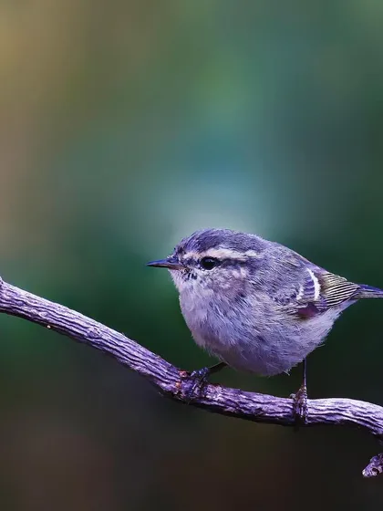 A tiny Hume's Warbler is perched on a purple-tinged branch. The soft, diffused light and muted background create a gentle and moody portrait.