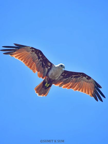 A Brahminy Kite soaring against a brilliant blue sky, its wings catching the sunlight. This shot highlights the beautiful contrast of its white head and chestnut body.