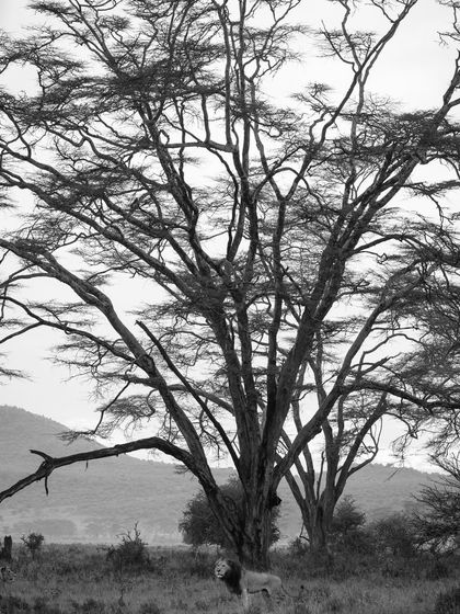 African Journeys: Savannahs, Jungles, and Great Apes photo 26