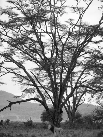 A lone lion stands beneath a massive acacia tree in the Masai Mara. This black and white composition emphasizes the relationship between the iconic predator and its equally iconic landscape.