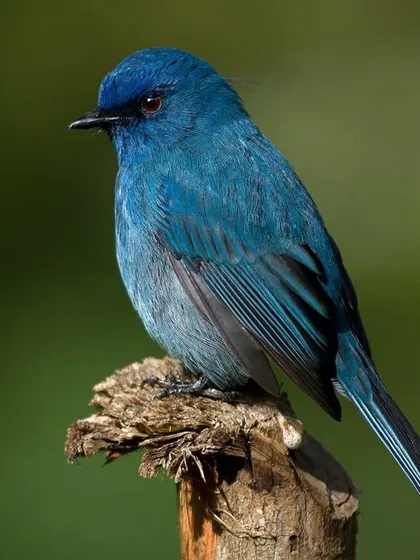A duplicate of image 97, this shot of the Nilgiri Flycatcher highlights the velvety texture of its feathers.