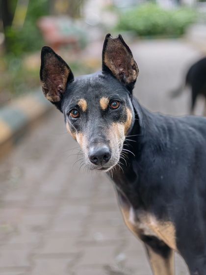 Govind Raj - Dog Training & Behavior Modification For Every Kind of Dog photo 8