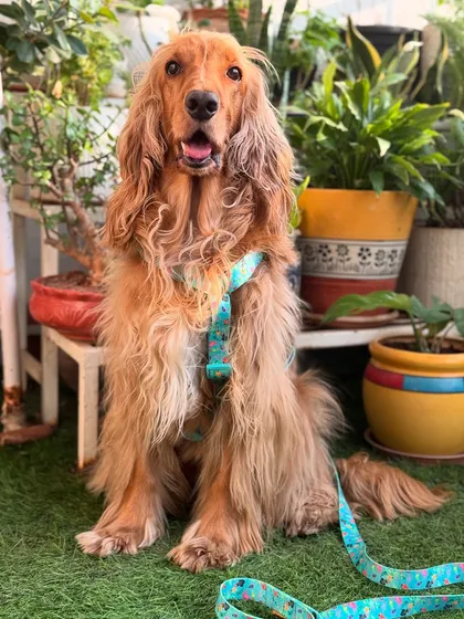 A full-length shot of Posto in his harness, looking proud and ready for a walk.