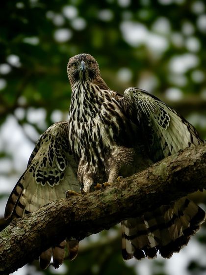 A Crested Hawk-Eagle perched on a branch, spreading its wings. This defensive or sunning posture makes it look even larger and more intimidating.