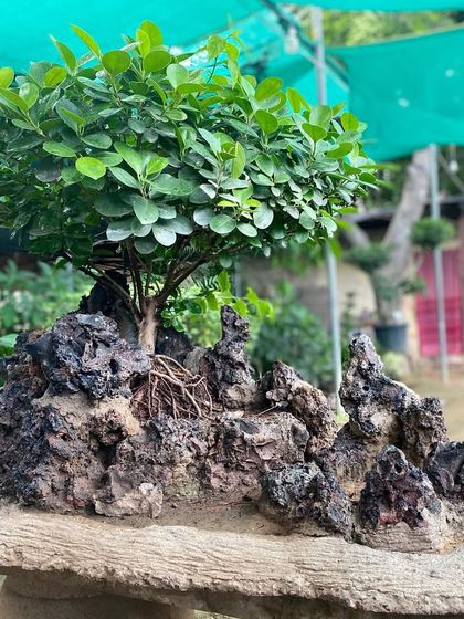 A wider shot of the Ficus Microcarpa on rock, showing how it creates a miniature natural scene. These make for incredible centerpieces.
