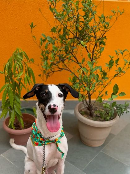 This happy pup is posing with the plants, bringing a little extra sunshine to our day.