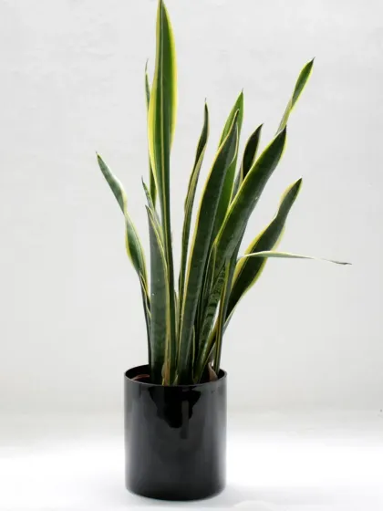 A classic Snake Plant in a glossy black cylindrical pot. This low-maintenance plant is renowned for its air-purifying qualities and striking architectural form, making it a perfect choice for beginners.