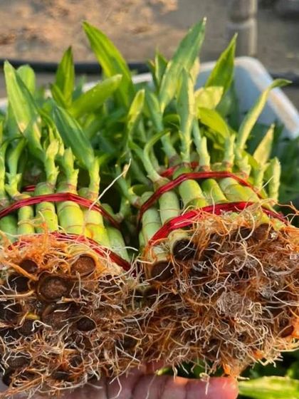 A close look at the healthy roots of our Lucky Bamboo bundles. We make sure every plant we sell is strong and ready to thrive in its new home.