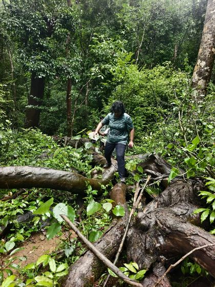 Carefully crossing a fallen tree on the trail. Our treks are filled with small, exciting challenges that make the journey memorable.