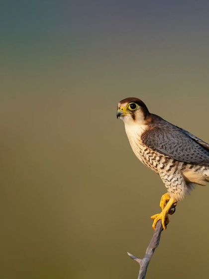 The Red-necked Falcon is a stunning and fast-moving raptor. These images from near Bangalore show one perched and another in a dynamic interaction, highlighting their speed and agility.