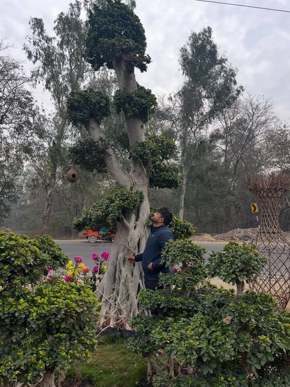 Specimen Trees & Plant Sourcing photo 9