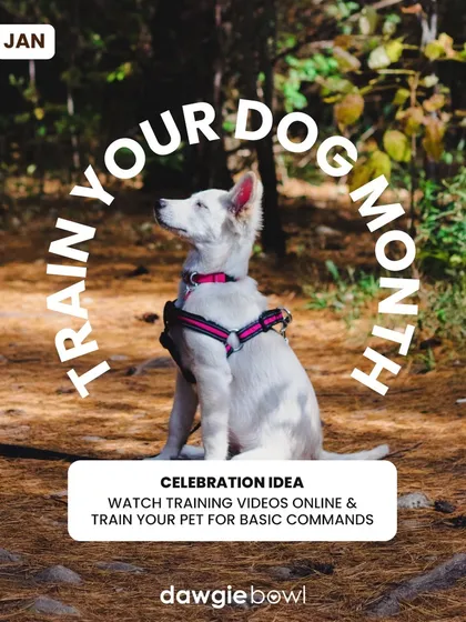 January is Train Your Dog Month! Here are 10 basic commands to teach your pet. Training strengthens your bond and a healthy diet with good fats boosts their brain health for faster learning.