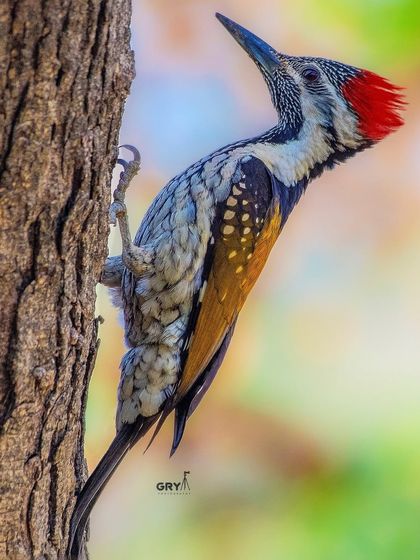 The fiery red crest and striking pattern of a Black-rumped Flameback woodpecker. This portrait captures the bird's alert expression as it clings to a tree trunk.