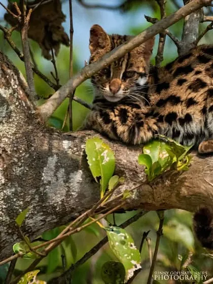 A shy and nocturnal Leopard Cat, perfectly camouflaged, peers down from the safety of a tree branch. Spotting this smaller wild cat requires a keen eye and a quiet approach in the dense forest.