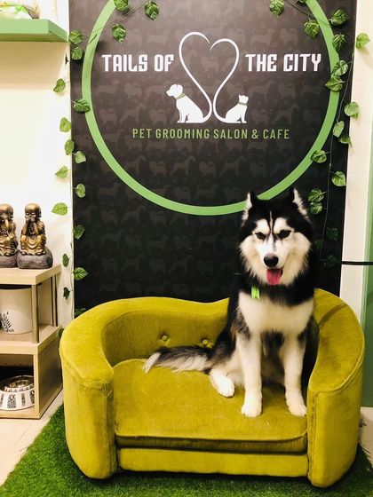 Tails of the City - Pet Spa & Creative Styling Our Happy Pack: Client Gallery photo 8