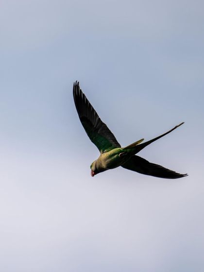 A parakeet in flight against a clear sky. The silhouette emphasizes its streamlined shape and long tail.