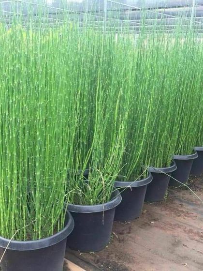 Rakshith Landscaping - Landscape Design & Installation Plant & Tree Supply photo 46