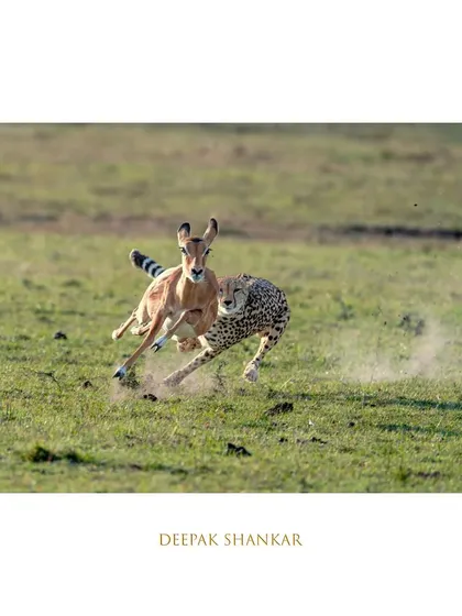 These images further explore the lives of Africa's big cats, from quiet portraits and family interactions to the drama of the hunt. Each one is a piece of the larger narrative we build on safari.