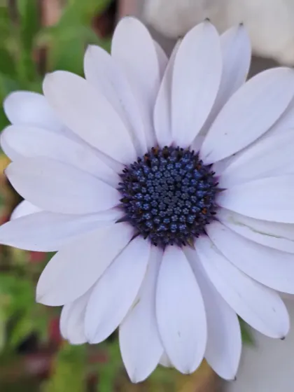 Bhardwaj - Urban Gardening Consultation A Riot of Colorful Flowers photo 171