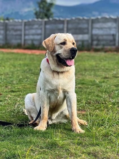 Paras Tomar - Dog Boarding & Daycare Meet Our Happy Guests photo 8