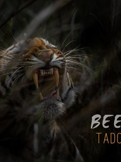 A powerful, raw image of the tigress Beera from Tadoba, letting out a snarl from the dense undergrowth. The darkness surrounding her focuses all the attention on her fearsome expression and sharp teeth.