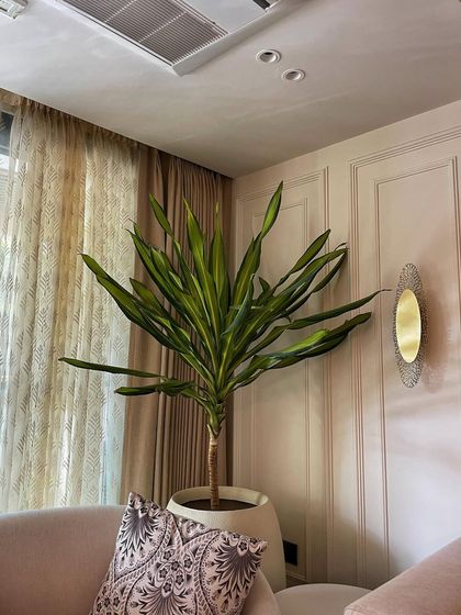 Indoor Plant Styling for Homes photo 4