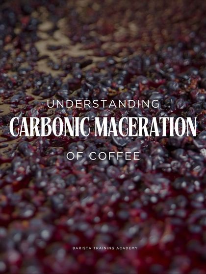A visual of the carbonic maceration process, where whole coffee cherries are fermented in a sealed, carbon dioxide-rich environment to develop unique flavors.