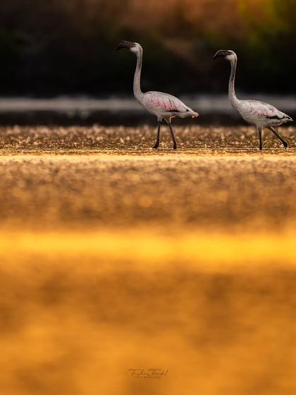 Navi Mumbai's Urban Oasis photo 15