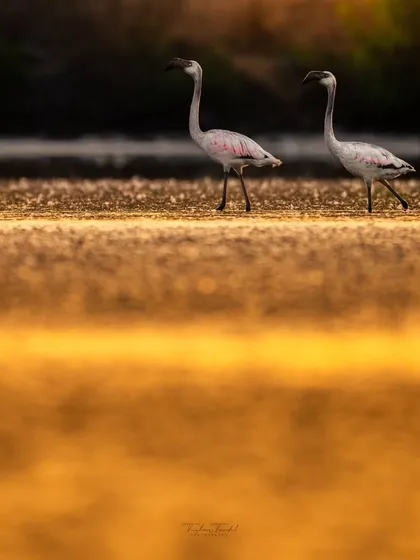 Two flamingos walk along the water's edge, their forms reflected in the golden water below. This composition uses layers to create a sense of depth and beauty.
