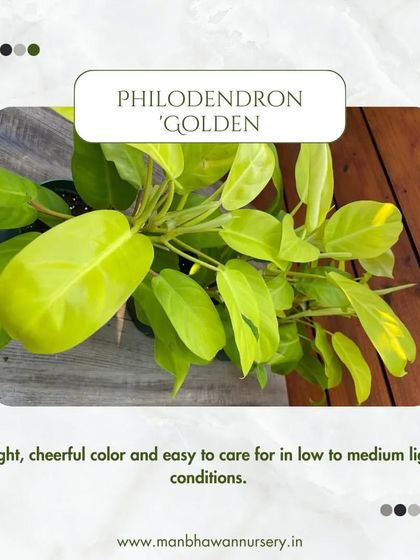 The Philodendron 'Golden' has a bright, cheerful color and is easy to care for in low to medium light conditions, adding a pop of sunshine to your home.