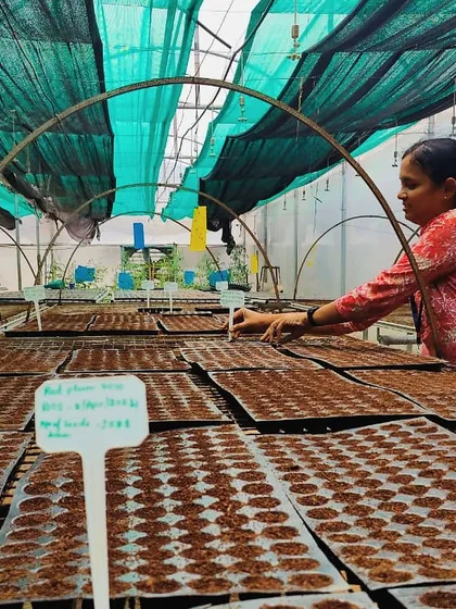 A series of images showing the process of preparing our seedlings for transplantation. From carefully sowing seeds into trays to watching them sprout, this is a crucial first step in our crop cycle.