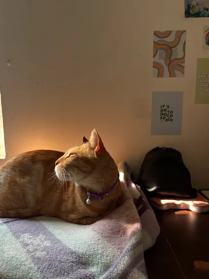 Just look at Ziggy soaking up that golden hour sun. ☀️ I always make sure there are plenty of cozy, sun-drenched spots for afternoon naps. A happy cat is a cat that has found the best sunbeam in the house.