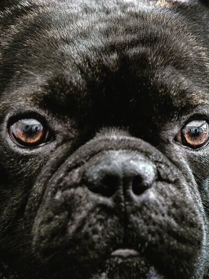 A close-up on this French Bulldog reveals so much character in those deep, soulful eyes. This kind of intense, detailed portrait creates a powerful and lasting impression.