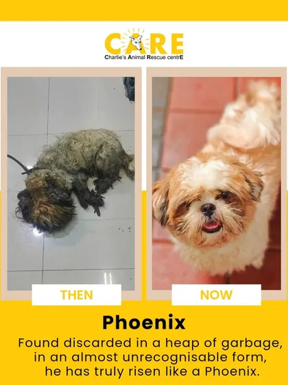 Found discarded in a heap of garbage, Phoenix has truly risen from the ashes. His transformation from an almost unrecognizable state to a happy, healthy dog showcases the incredible resilience of animals and the dedicated medical care our team provides.