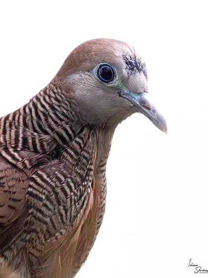 The color version of the high-key Zebra Dove portrait. Even though these birds are common, the perfect light and close proximity offered an opportunity for a clean, detailed shot that highlights its subtle coloring.