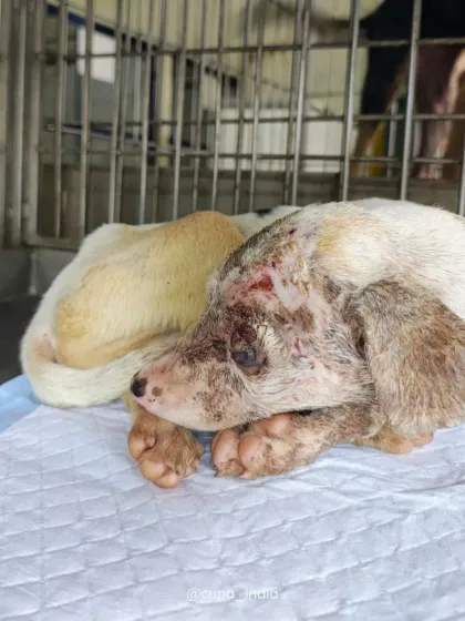 Cupa - Animal Cruelty Legal Aid & Advocacy From Rescue to Recovery: Stories from the Frontline photo 5