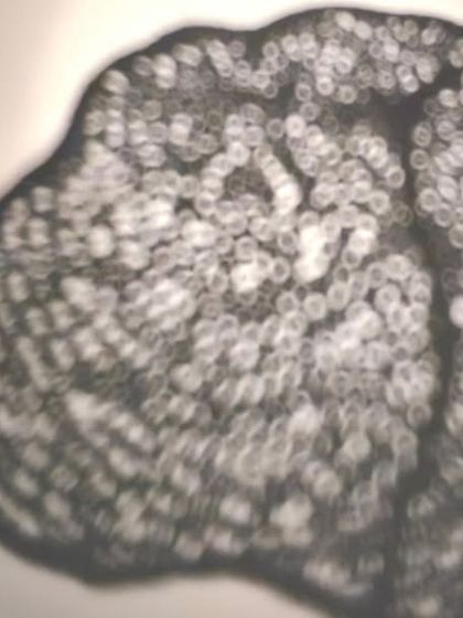 A photograph focusing on the shadow cast by a 'Biography' sculpture. The shadow itself becomes a secondary artwork, a ghostly echo of the physical form that speaks to the themes of memory and traces left behind.