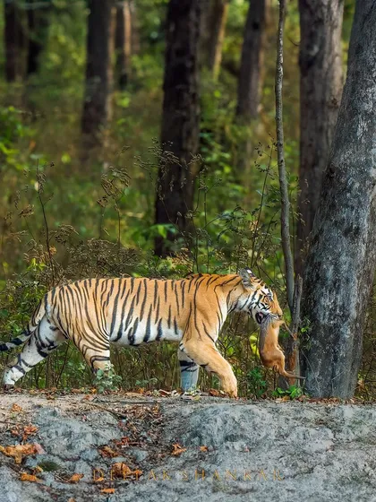 A tigress carries food back to her cubs in Kanha National Park. This is a rare glimpse into the maternal side of these powerful predators, showcasing the instinct to provide and protect.