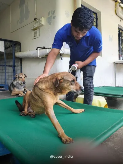 Cupa - Emergency Animal Rescue & Treatment Advanced & Post-Operative Care photo 3