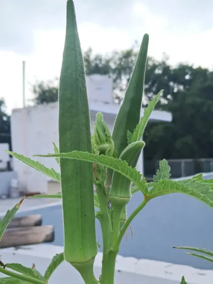 Bhardwaj - Urban Gardening Consultation Grow Your Own Organic Vegetables photo 12