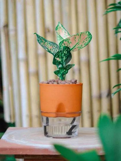 Meet the self-watering planter, my solution for busy plant parents. This Aglaonema is thriving in an orange pot that manages watering for you, keeping the soil perfectly moist without the daily effort.
