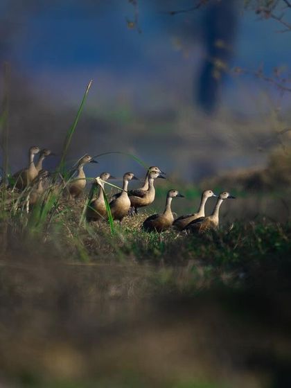 A closer view of the flock of Lesser Whistling Ducks. Their alert posture suggests they are aware of my presence, showcasing the challenges of getting close to wild birds.