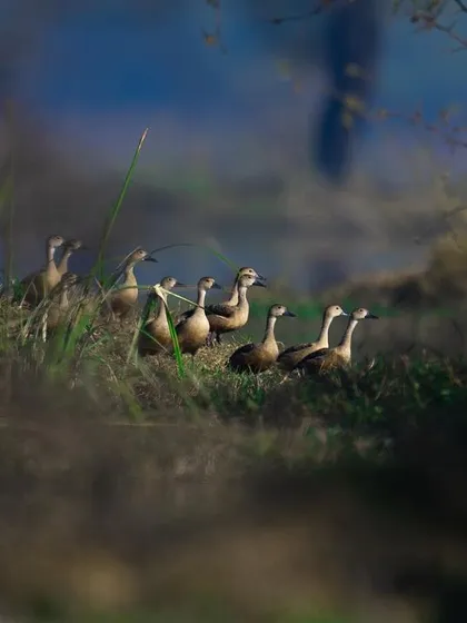 A closer view of the flock of Lesser Whistling Ducks. Their alert posture suggests they are aware of my presence, showcasing the challenges of getting close to wild birds.