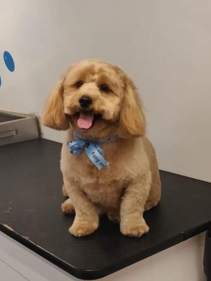 A happy face on this freshly groomed pup! We focus on creating a positive experience so your dog looks forward to their spa day.