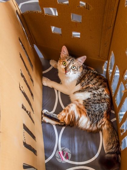 A cat's logic: if I fits, I sits. This playful shot in a cardboard box is a perfect example of an unposed, personality-filled moment from an at-home session.