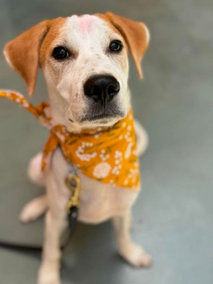 Hero looking dapper in his bandana. He's a spunky fellow learning all the basics.